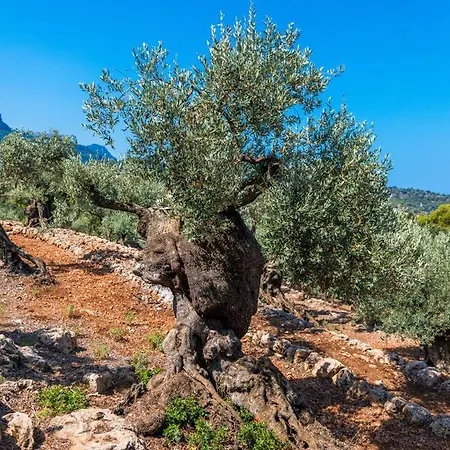 Rural Es Pujol Holiday home Soller